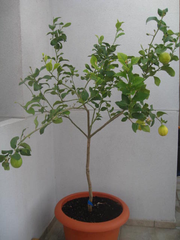 Estilo y hogar: Árboles frutales pequeños para terrazas o balcones